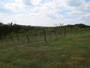 Vineyard at Cave Vineyard